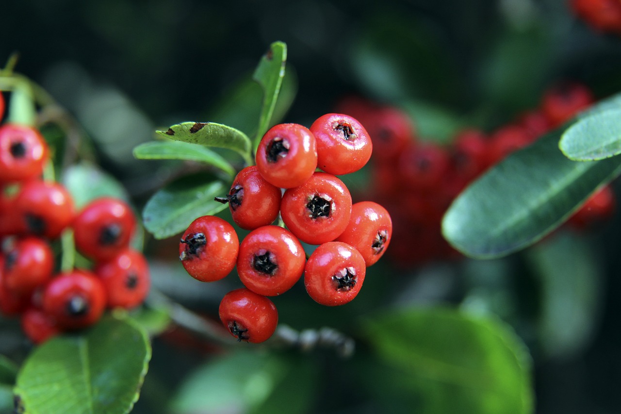 对手之间的 对手之间的